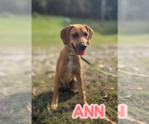Ann - Female Mutt Dog for Adoption - Photo #2