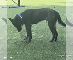Small #1 Whippet Mix