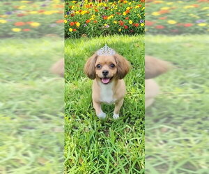Shih Tzu-Unknown Mix Dogs for adoption in Weston, FL, USA