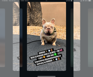 Father of the French Bulldog puppies born on 09/18/2025