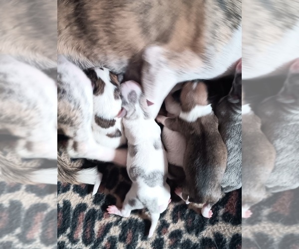 Medium Photo #1 Chihuahua Puppy For Sale in MURPHY, NC, USA