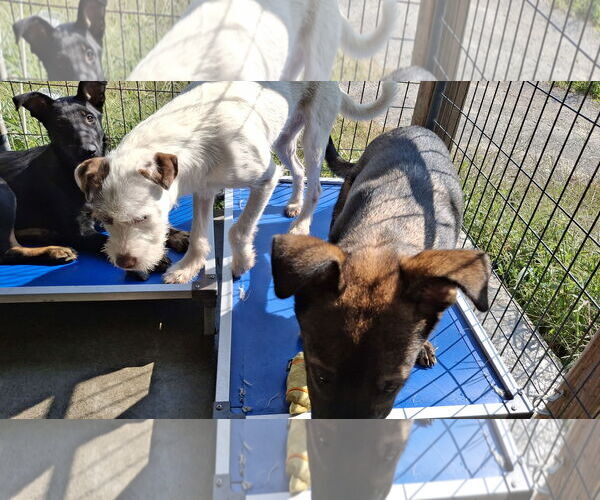 Medium Photo #4 German Shepherd Dog Puppy For Sale in Sebec, ME, USA