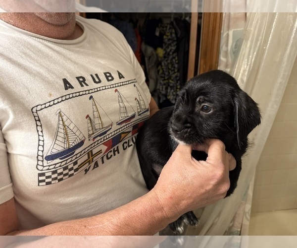 Medium Photo #12 Schweenie Puppy For Sale in DOTHAN, AL, USA