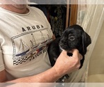 Small Photo #12 Schweenie Puppy For Sale in DOTHAN, AL, USA