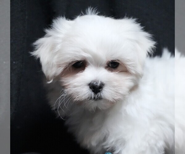 Medium Photo #2 Maltese Puppy For Sale in ROCK VALLEY, IA, USA