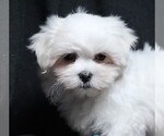Small #1 Maltese