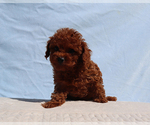 Lady - Male Poodle (Toy) Puppy for Sale - Photo #2