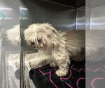 Small Maltese Mix