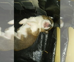 Small Photo #30 Pembroke Welsh Corgi Puppy For Sale in CIMARRON, NM, USA