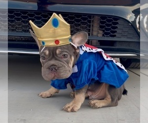 French Bulldog Puppy for sale in CHARLOTTE, NC, USA