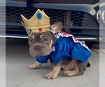 Small French Bulldog