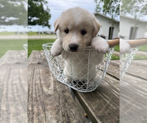 Ausky-Great Pyrenees Mix Puppy for sale in EDNA, TX, USA