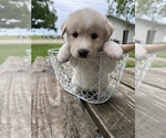 Small Ausky-Great Pyrenees Mix