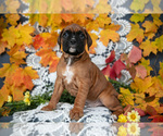 Puppy Oliver Boxer