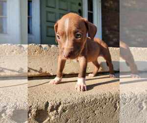 American Pit Bull Terrier-American Staffordshire Terrier Mix Dogs for adoption in Frankenmuth, MI, USA