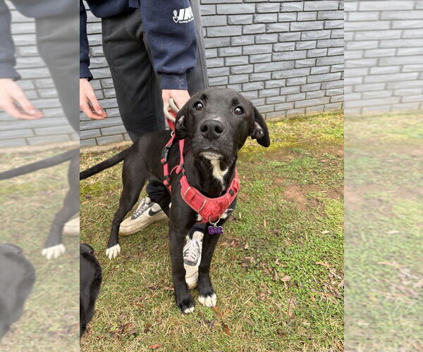 Medium Photo #8 Labrador Retriever Puppy For Sale in Mooresville, NC, USA