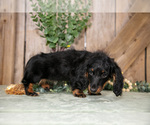 Small #2 Dachshund