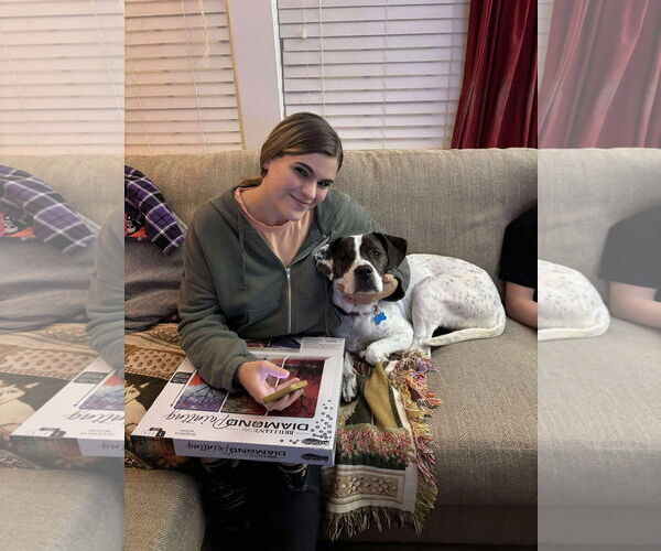 Medium Photo #17 Labrador Retriever-Unknown Mix Puppy For Sale in Rustburg, VA, USA