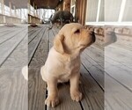 Small Photo #4 Labrador Retriever Puppy For Sale in HARRISON, AR, USA