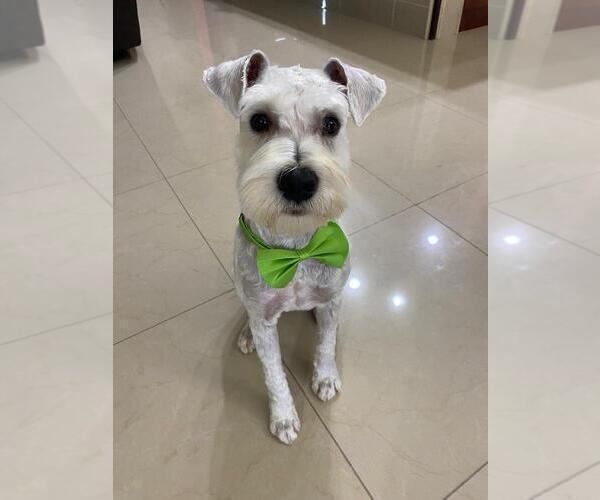 Medium Photo #1 Schnauzer (Miniature) Puppy For Sale in LEHIGH ACRES, FL, USA