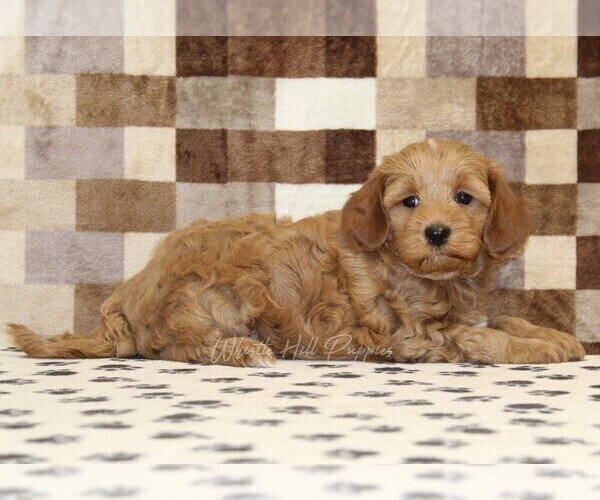 Medium Photo #2 Cavapoo (Miniature) Puppy For Sale in DENVER, PA, USA
