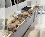 Small #2 Golden Retriever