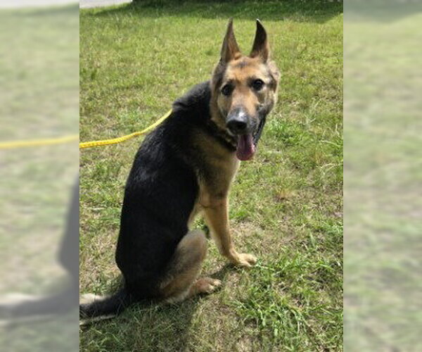 Medium Photo #7 German Shepherd Dog Puppy For Sale in Glen Allen, VA, USA