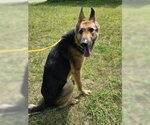 Small #6 German Shepherd Dog
