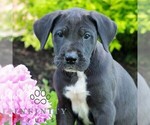 Small #3 Great Dane