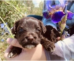Small Photo #6 Portuguese Water Dog Puppy For Sale in REXBURG, ID, USA