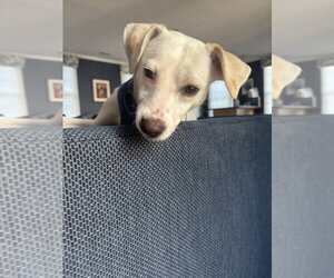Pollywog - Female Jack Russell Terrier-Unknown Mix Dog for Adoption - Photo #3