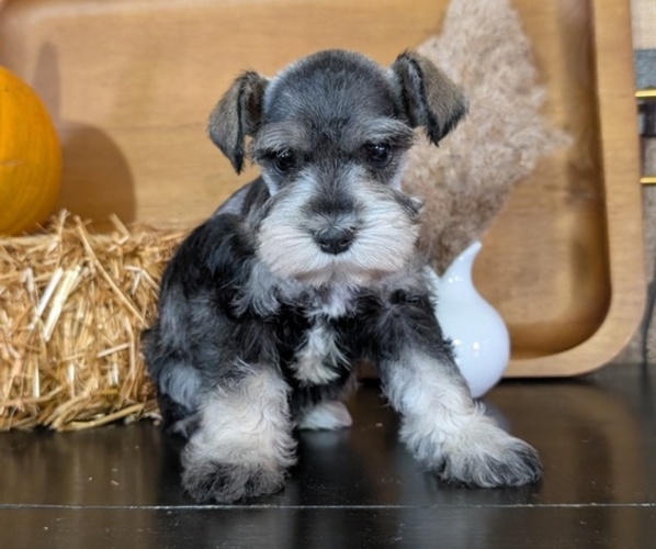 Medium Photo #13 Schnauzer (Miniature) Puppy For Sale in GOSHEN, IN, USA