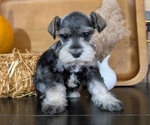 Small #12 Schnauzer (Miniature)