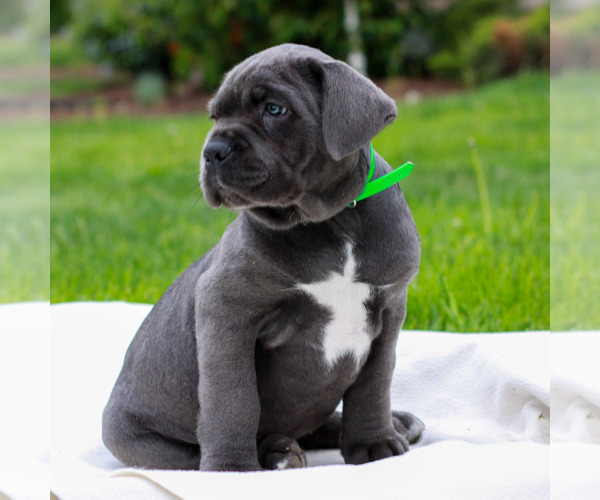 Medium Photo #2 Cane Corso Puppy For Sale in MOUNT JOY, PA, USA