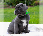 Small #1 Cane Corso
