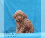 Small #2 Goldendoodle (Miniature)