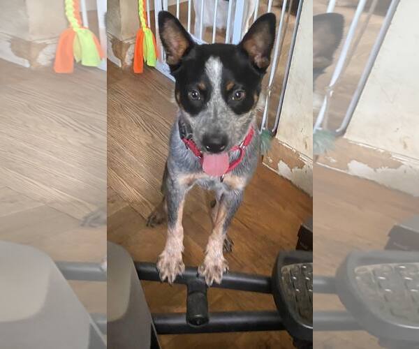 Medium Photo #1 Mutt Puppy For Sale in Garden City, NY, USA
