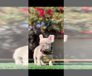 French Bulldog Dogs for adoption in RICHMOND, VA, USA