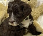 Small Photo #2 Portuguese Water Dog Puppy For Sale in WOODSTOCK, GA, USA