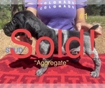 Small Photo #5 German Shorthaired Pointer Puppy For Sale in FLORISSANT, CO, USA