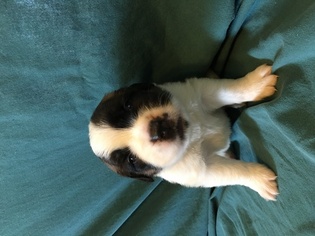 Saint Bernard Puppy for sale in CANTRIL, IA, USA