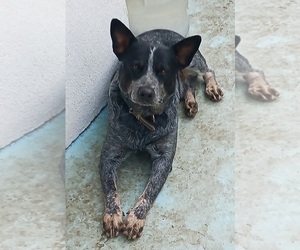 Father of the Australian Cattle Dog puppies born on 09/09/2023