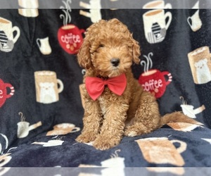 Cavapoo Puppy for sale in LAKELAND, FL, USA