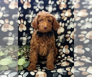 Goldendoodle (Miniature) Puppy for sale in NOTTINGHAM, PA, USA