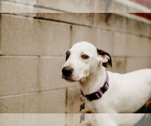 Medium Photo #5 Mutt Puppy For Sale in Holly Springs, NC, USA