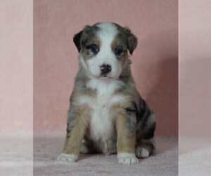 Australian Shepherd Puppy for sale in FREDERICKSBG, OH, USA