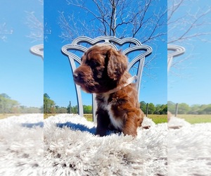 Aussie-Poo Puppy for sale in EASTMAN, GA, USA