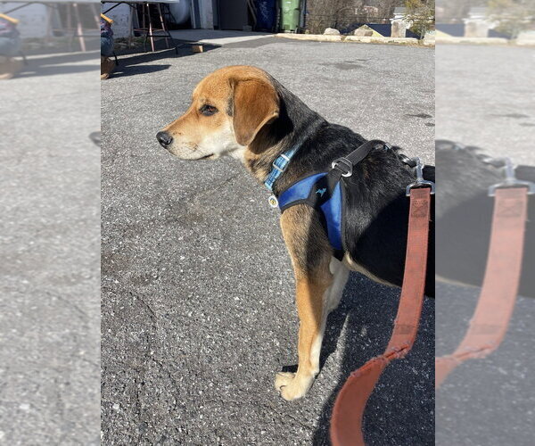 Medium Photo #3 Mutt Puppy For Sale in Candler, NC, USA