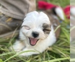 Small Photo #3 Shih Tzu Puppy For Sale in VENETA, OR, USA