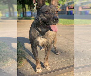 Heidi - Female French Bulldog-Unknown Mix Dog for Adoption - Photo #9